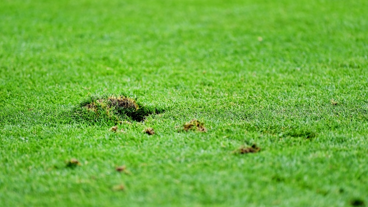 Turf Repairing Services